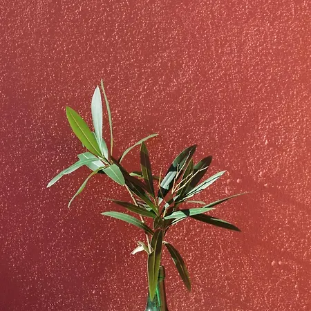 Quinta Soizas - Sao Martinho * Alfeizerão