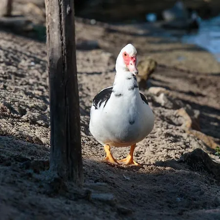 Quinta Soizas - Sao Martinho Nyaraló *