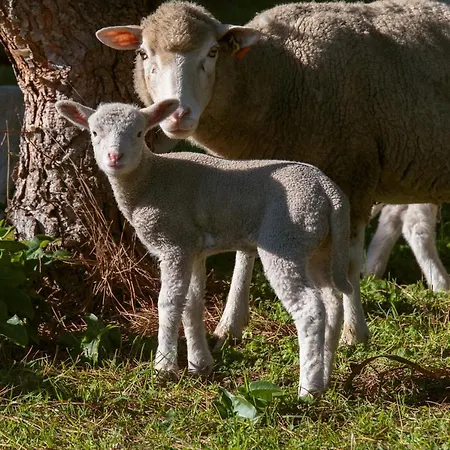 Nyaraló Quinta Soizas - Sao Martinho Alfeizerão