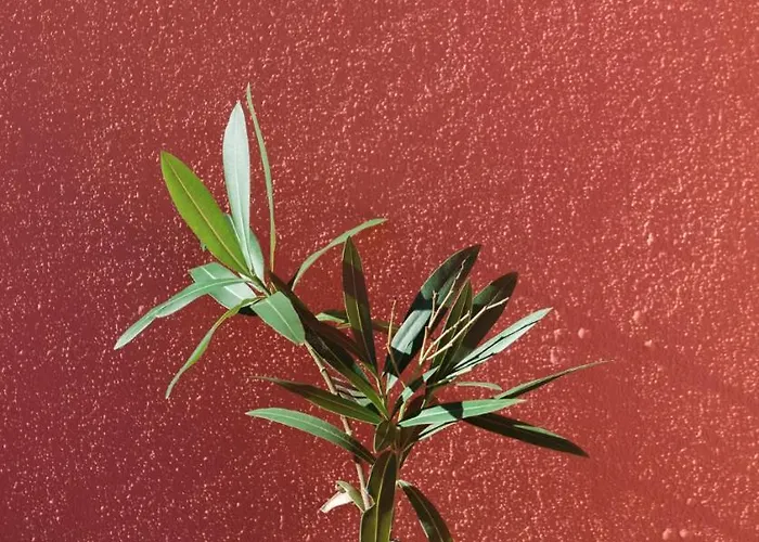 Quinta Soizas - Sao Martinho * Alfeizerão