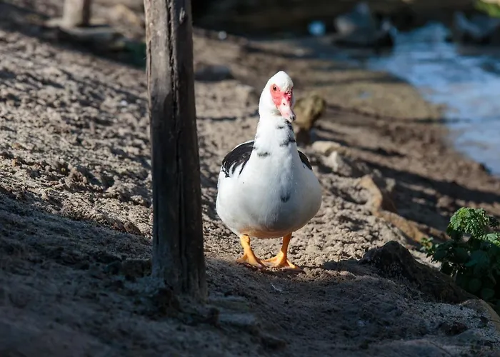 Quinta Soizas - Sao Martinho Hébergement de vacances *