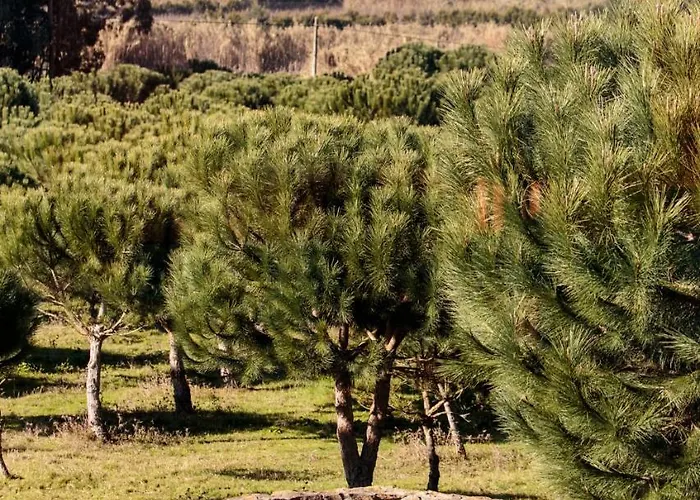 Quinta Soizas - Sao Martinho *