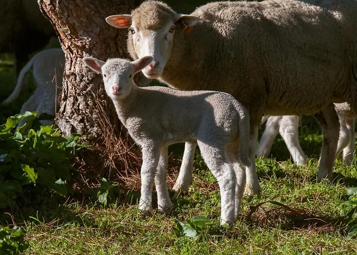Hébergement de vacances Quinta Soizas - Sao Martinho Alfeizerão
